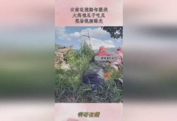 云南缅甸大妈吃瓜,跨国友谊在甜蜜中绽放