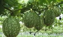 云南吃瓜图片,品味夏日清凉